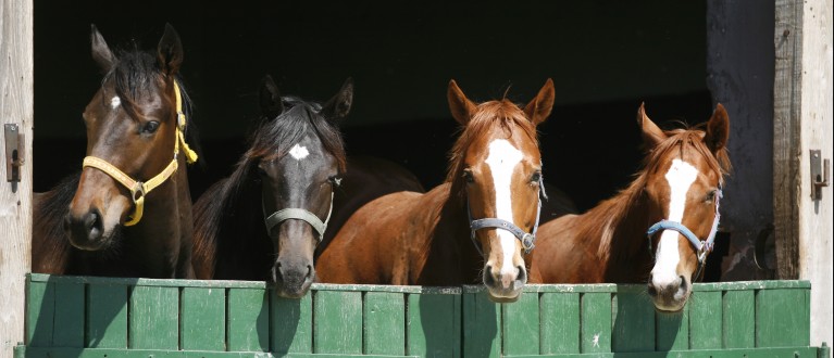 Vier paarden in een stal