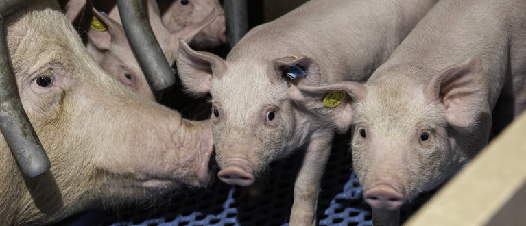 Investeren in de diergezondheid van uw varkensbedrijf? Overweeg depop-repop