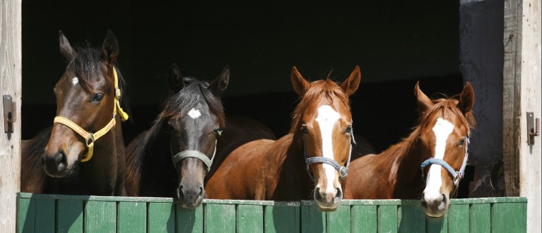 Paarden in stal