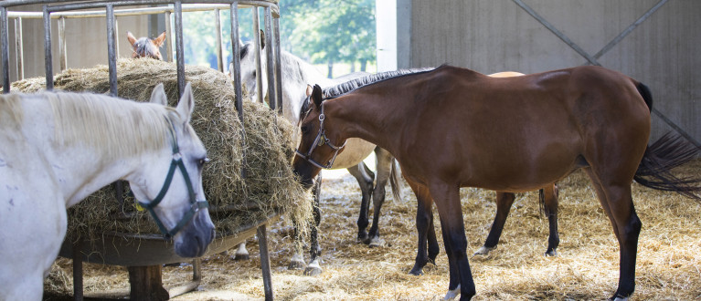 Paarden in de stal eten hooi