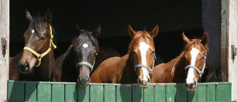Paarden in stal