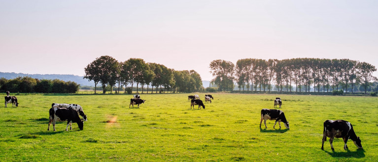 koeien in een weiland