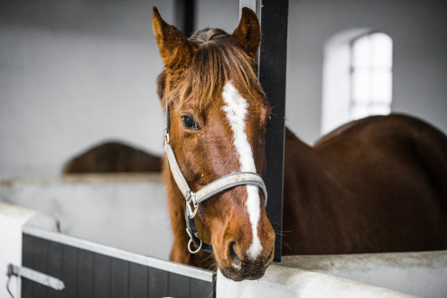 Een paard in de stal