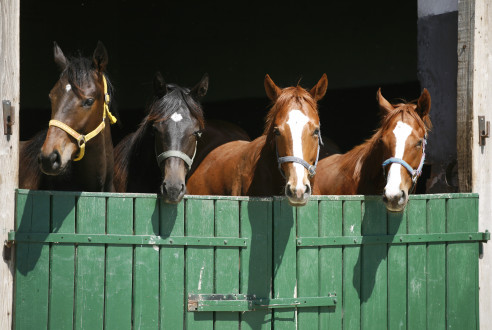 paarden in een stal