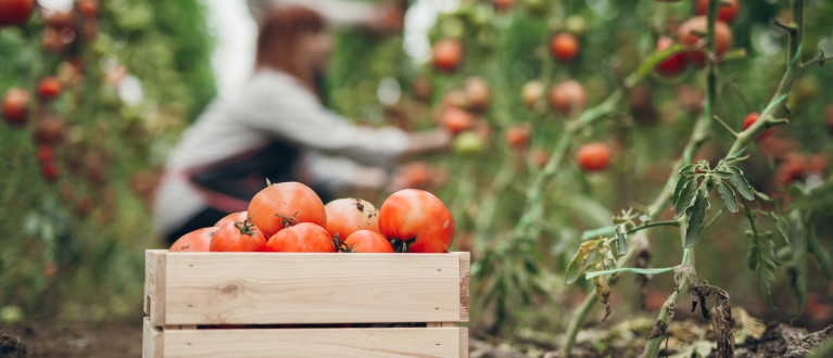Werknemers plukken tomaten