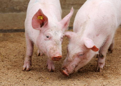 Een financieel topjaar voor varkenshouderij